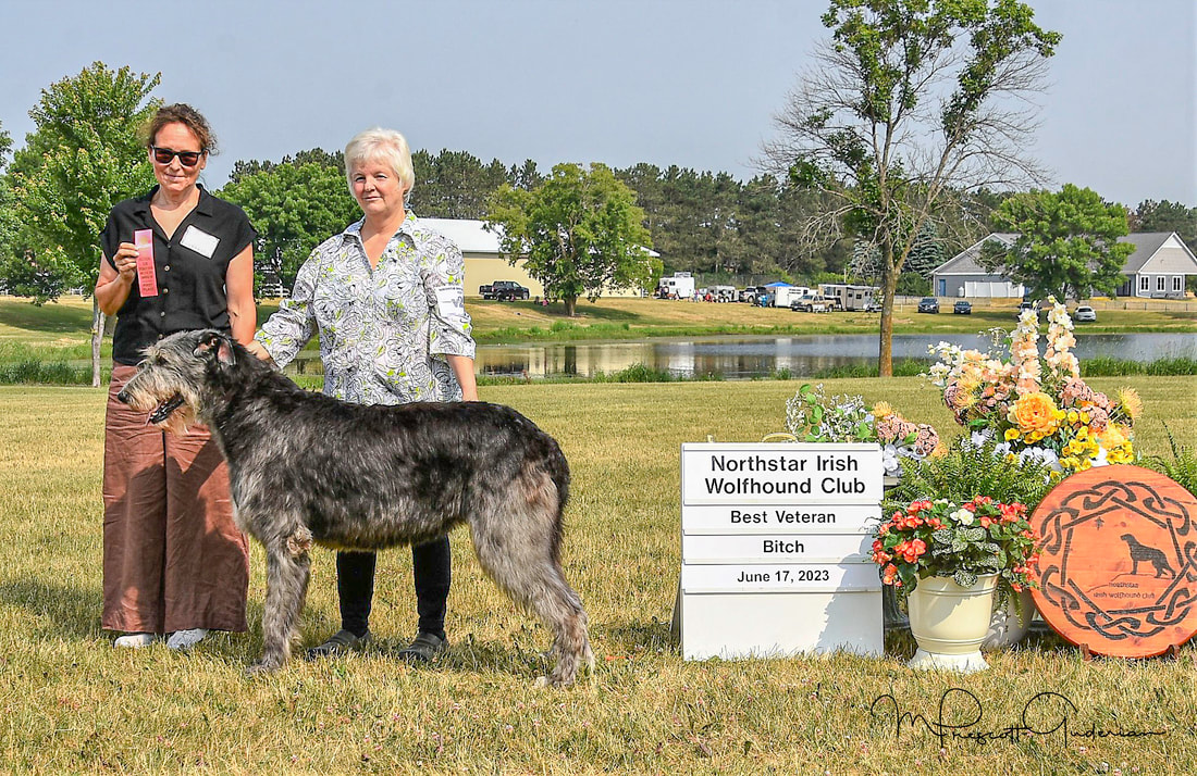 People showing large wolfhound dogs at a dog show