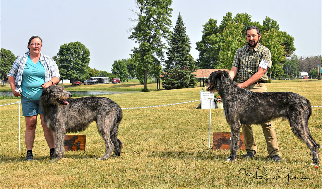 People showing large wolfhound dogs at a dog show