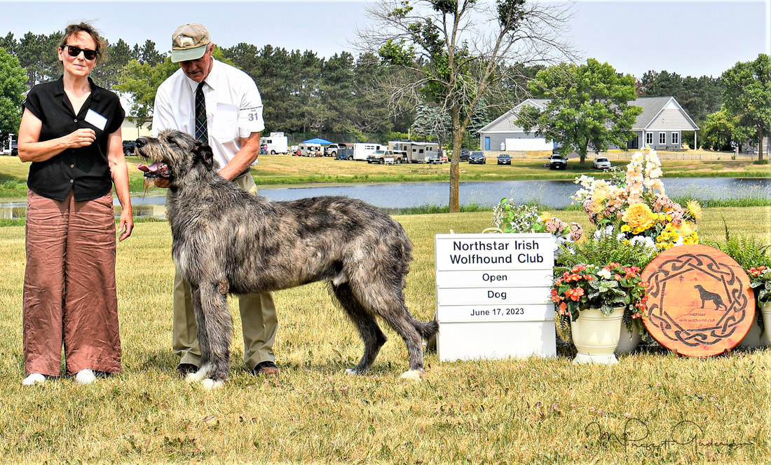 People showing large wolfhound dogs at a dog show