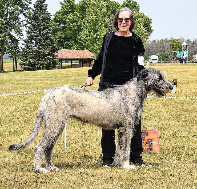 People showing large wolfhound dogs at a dog show
