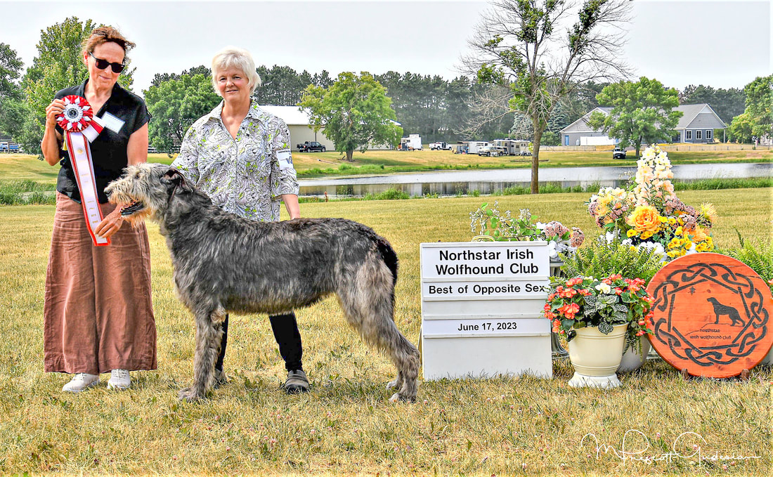 People showing large wolfhound dogs at a dog show