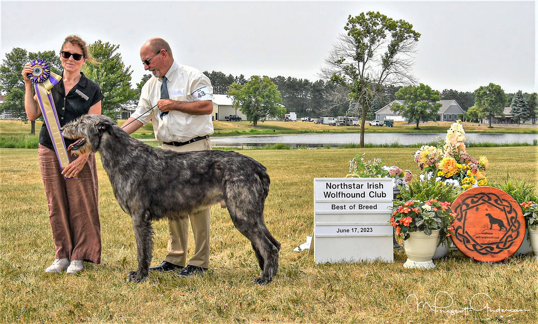 People showing large wolfhound dogs at a dog show