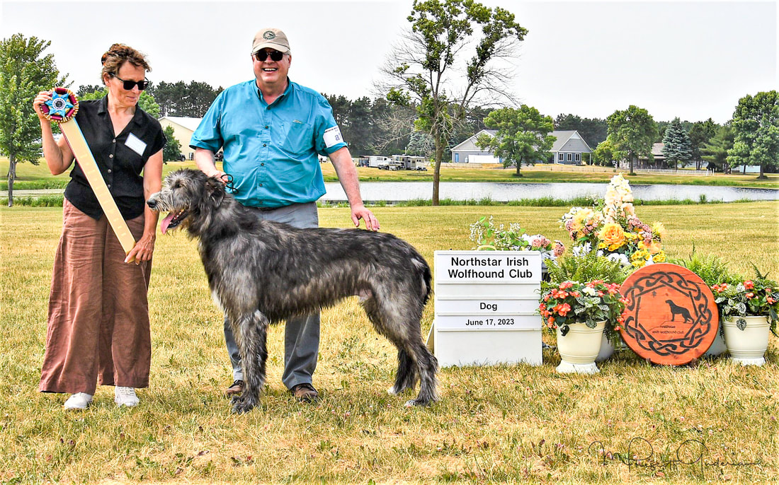 People showing large wolfhound dogs at a dog show