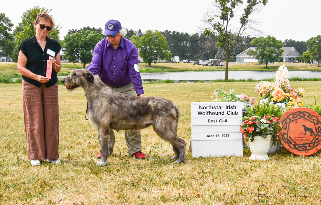 People showing large wolfhound dogs at a dog show