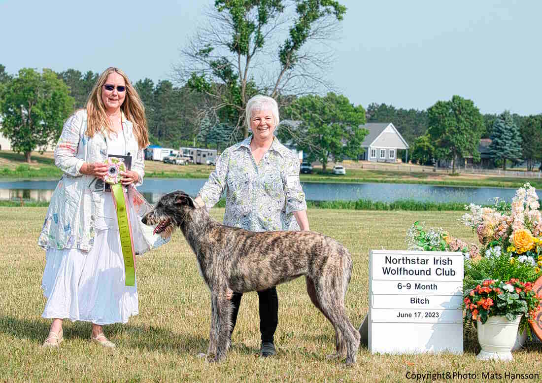 People showing large wolfhound dogs at a dog show