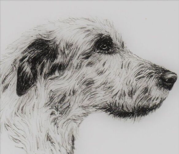 drawing of Irish Wolfhound